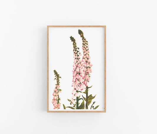 Floxgloves | A4 Print